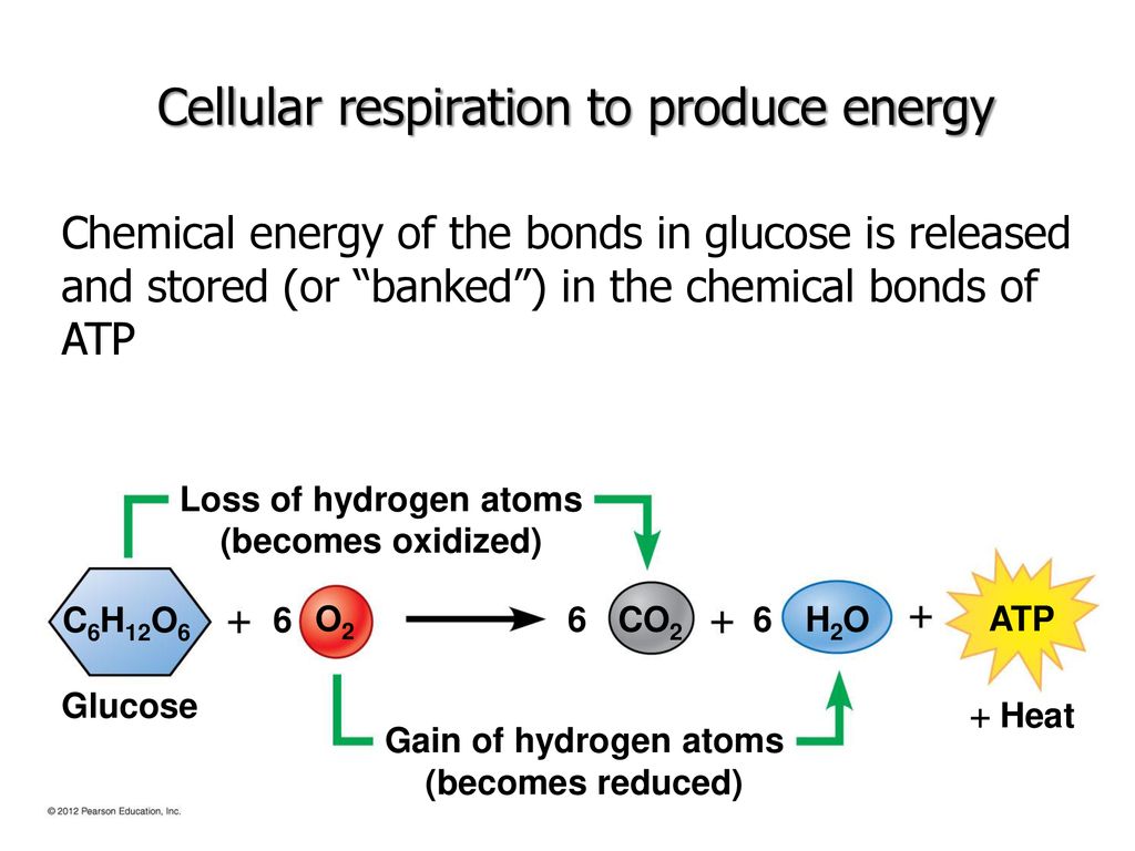 Chapter 6 How Cells Harvest Chemical Energy. - ppt download