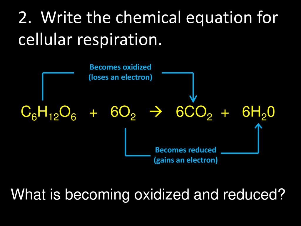 Cellular Respiration And Its Applications In The Human Body Ppt Download
