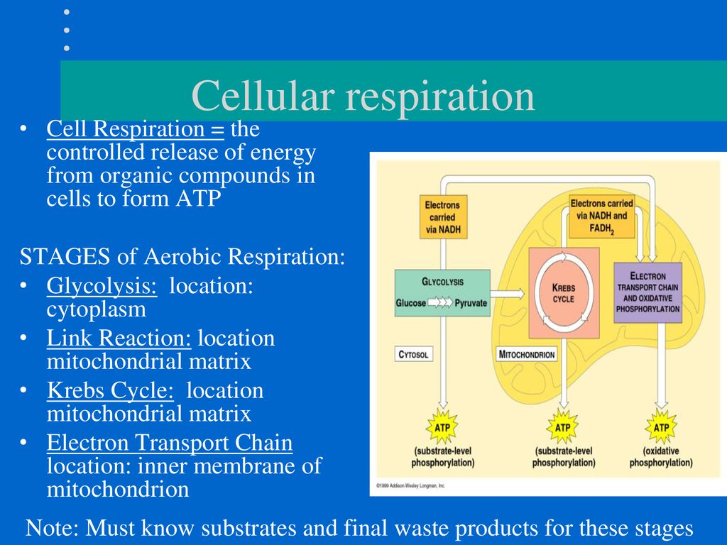 Cellular respiration Cell Respiration = the controlled release of energy from organic compounds in cells to form ATP.