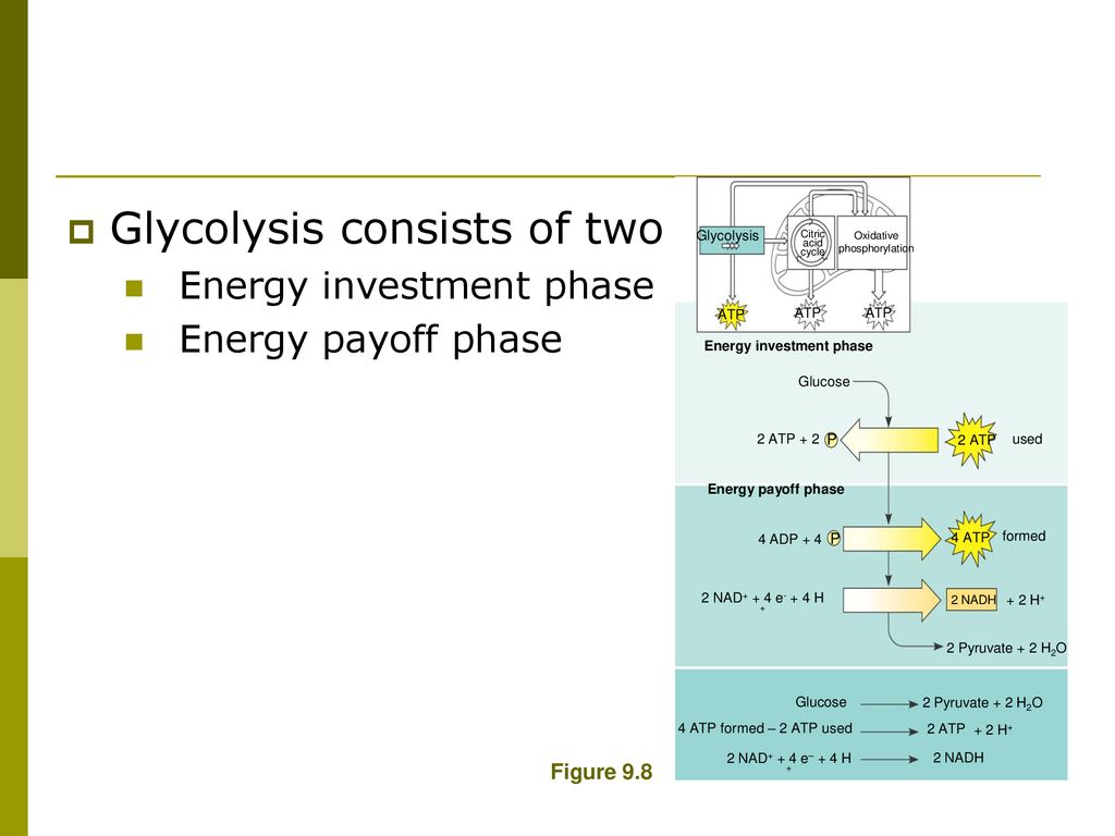 Photosynthesis And Cellular Respiration - Ppt Download