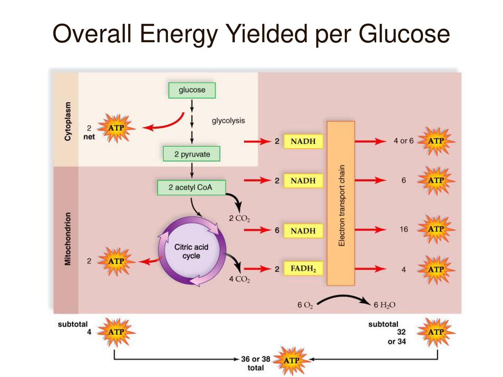 Сколько молекул атф образуется в глюкозе. Цикл Кребса выход АТФ. Этапы энергетического обмена цикл Кребса. Аэробный гликолиз и цикл Кребса. Образование АТФ В цикле Кребса.