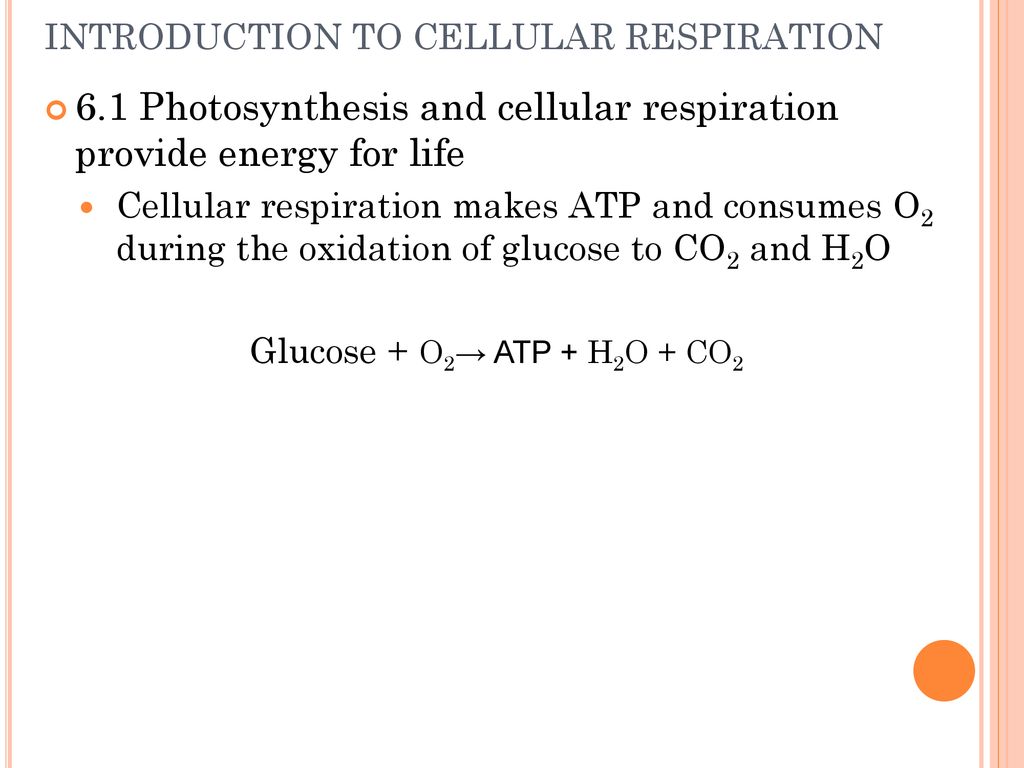 How Cells Harvest Chemical Energy Biofix Cellular Respiration Ppt Download