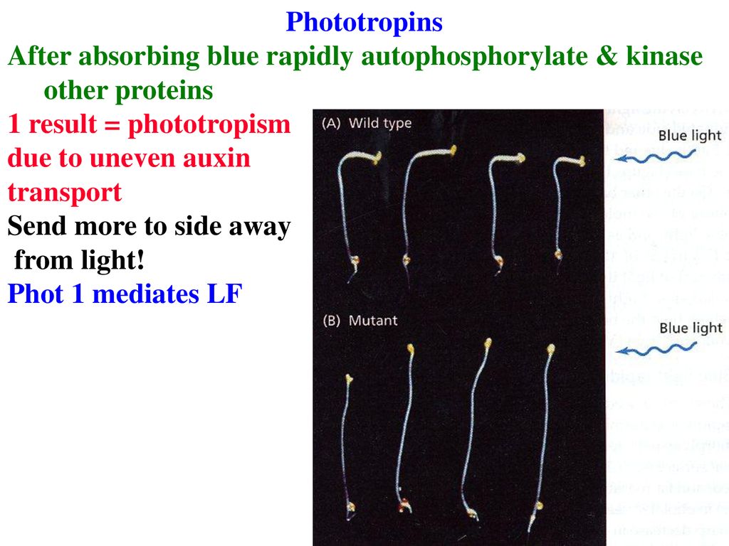 Phototropins After absorbing blue rapidly autophosphorylate & kinase other proteins. 1 result = phototropism.