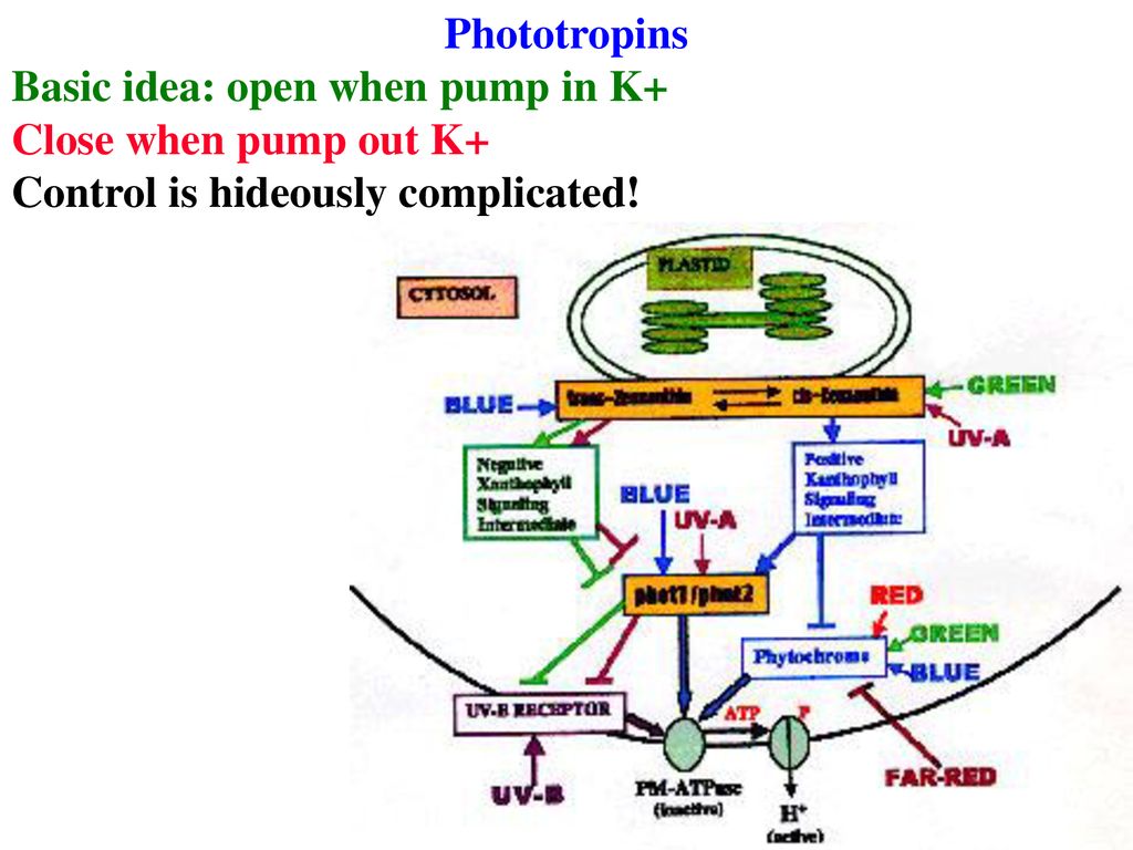 Phototropins Basic idea: open when pump in K+ Close when pump out K+ Control is hideously complicated!