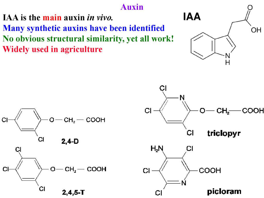 IAA Auxin IAA is the main auxin in vivo.