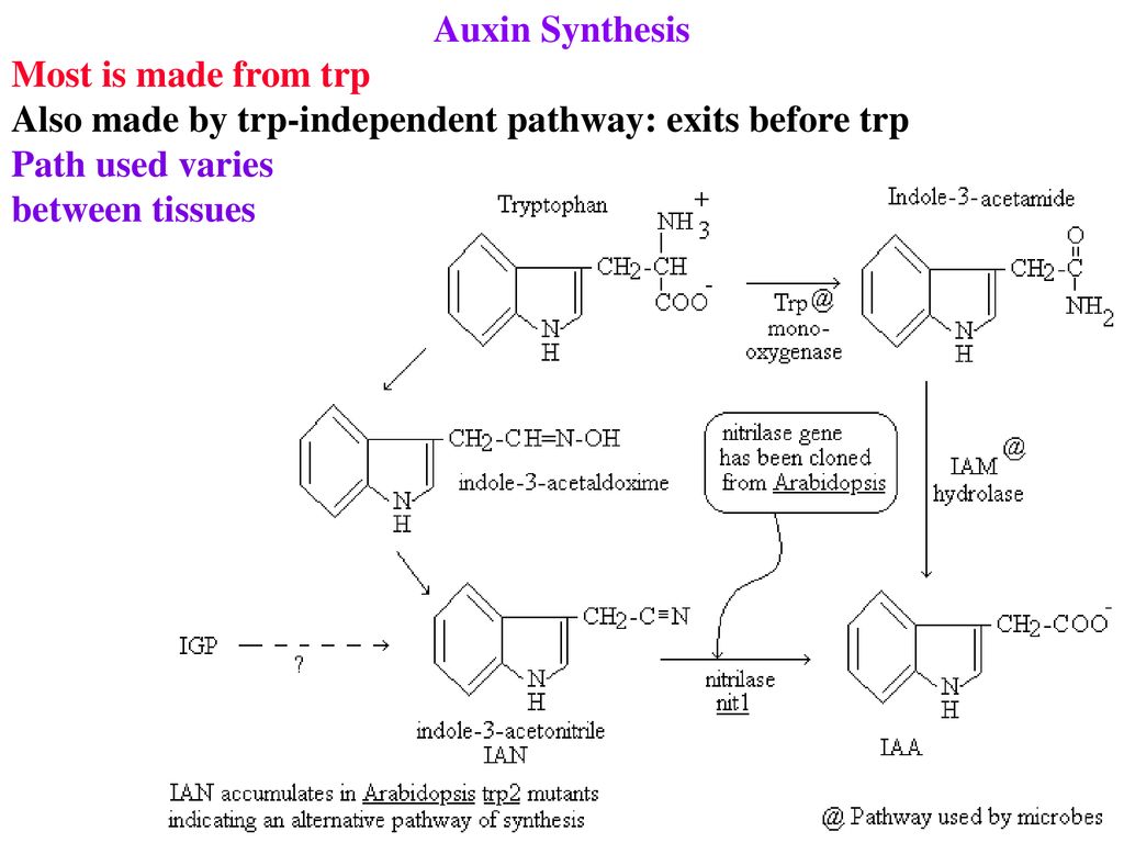 Auxin Synthesis Most is made from trp. Also made by trp-independent pathway: exits before trp. Path used varies.