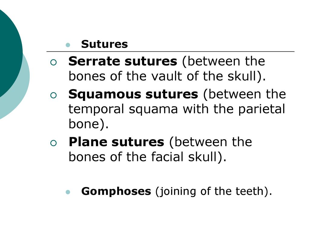 Serrate sutures (between the bones of the vault of the skull).