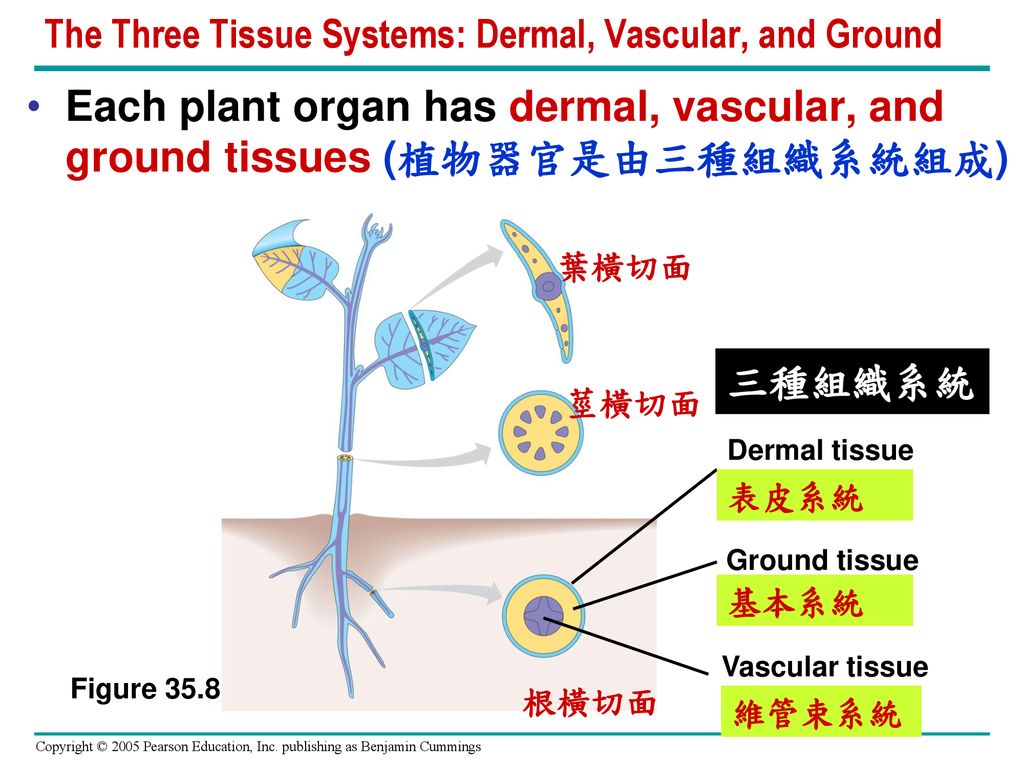 Plant Structure, Growth, and Development (植物結構、生長與發育) - ppt download