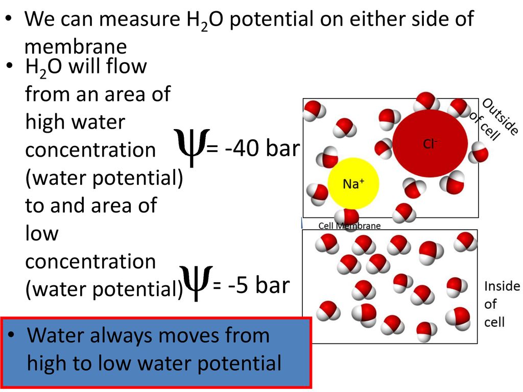 Water Potential. Ppt Download 