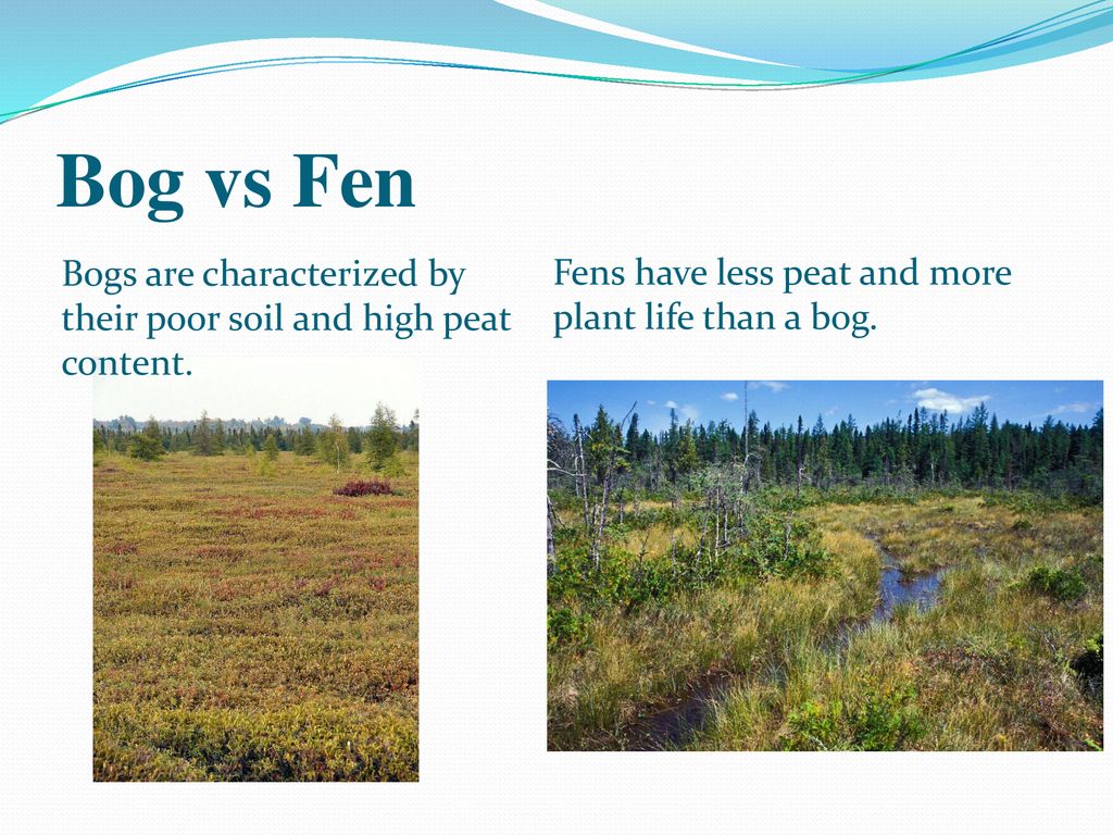 Fens vs. Bogs