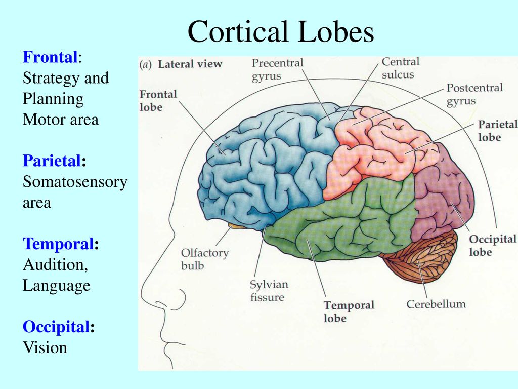 Cortical Lobes Frontal: Strategy and Planning Motor area Parietal: