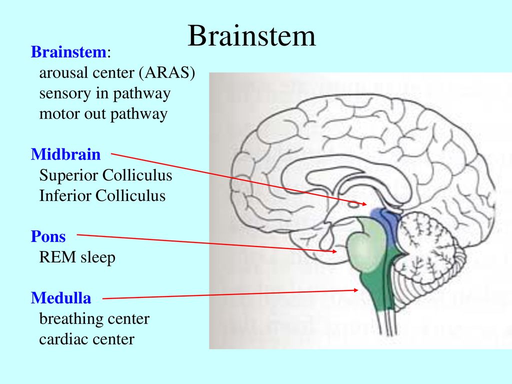 Brainstem Brainstem: arousal center (ARAS) sensory in pathway