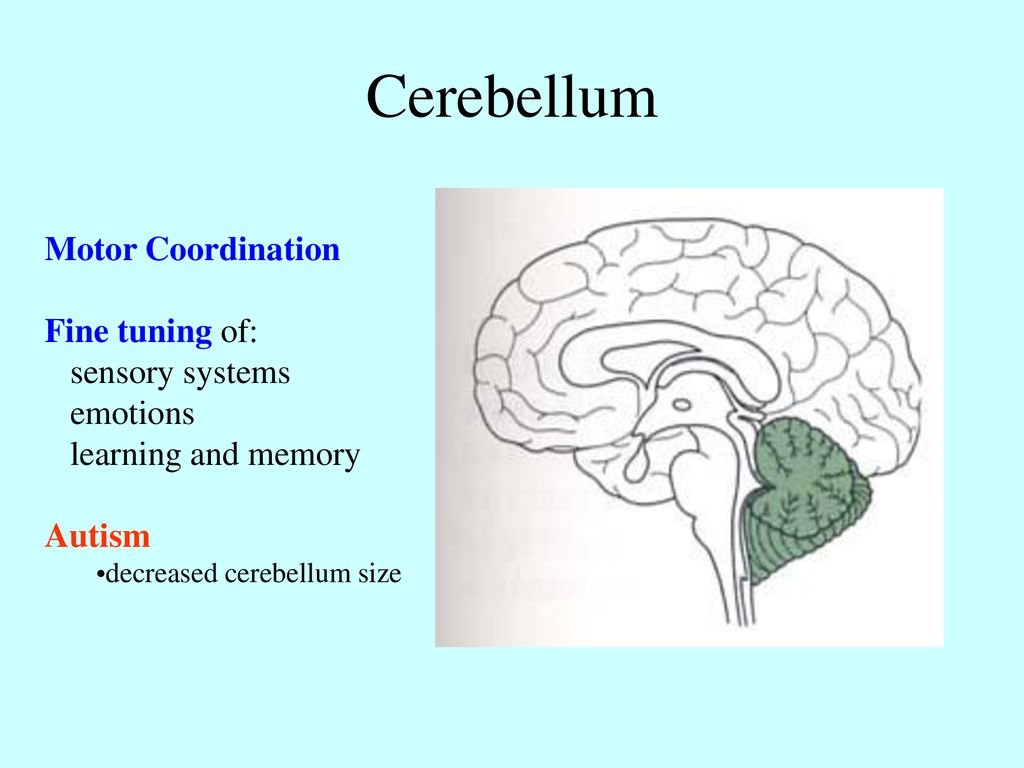 Cerebellum Motor Coordination Fine tuning of: sensory systems emotions