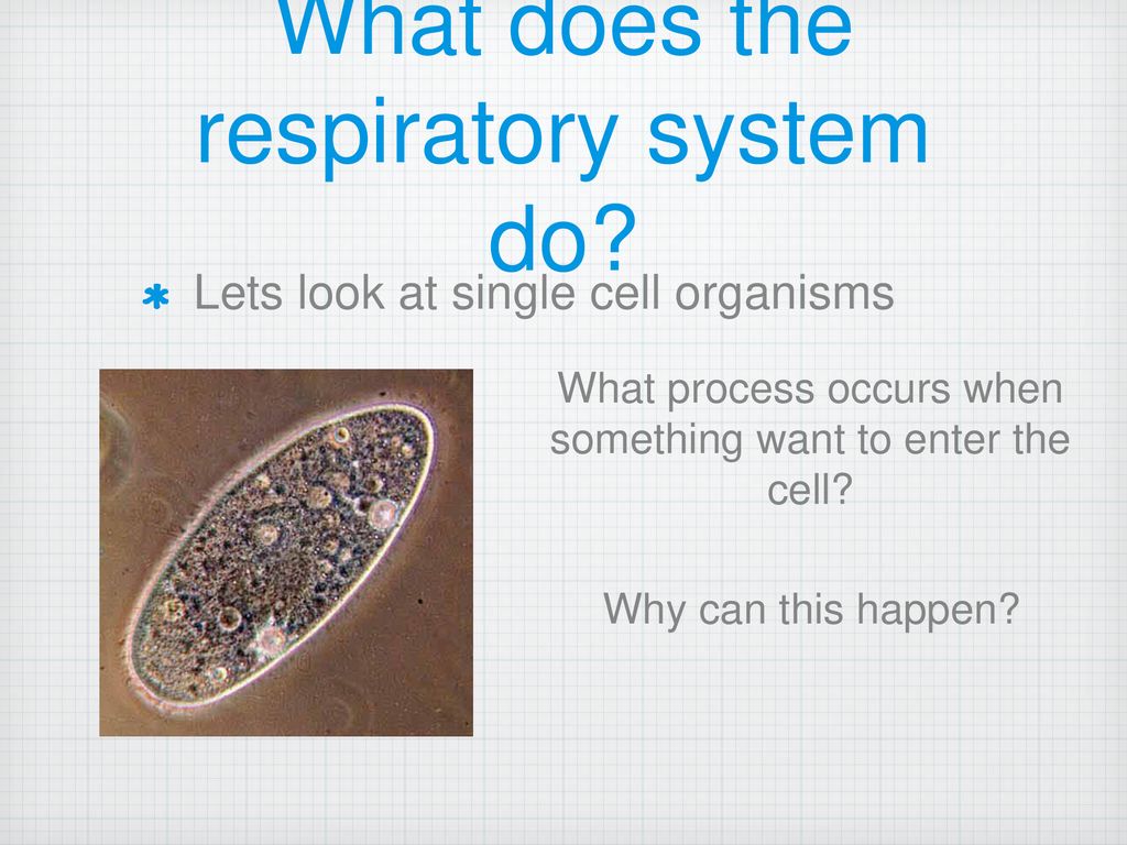 The Respiratory System - ppt download