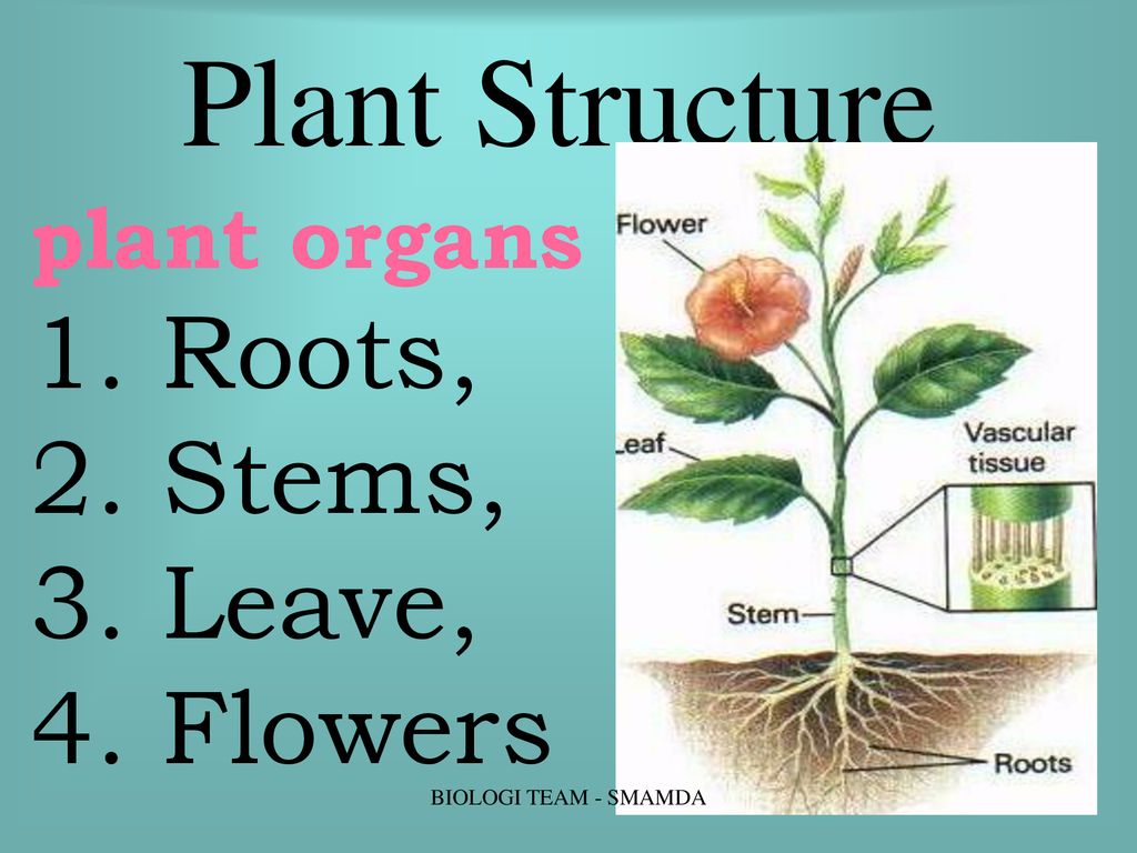 Plant structure. Kind of Plants презентация. Plant Biology Plant structure. The structure of a Plant Organ.