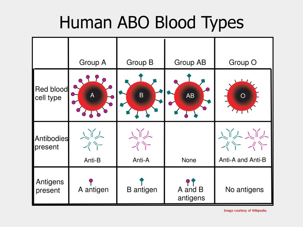 Blood type - Wikipedia