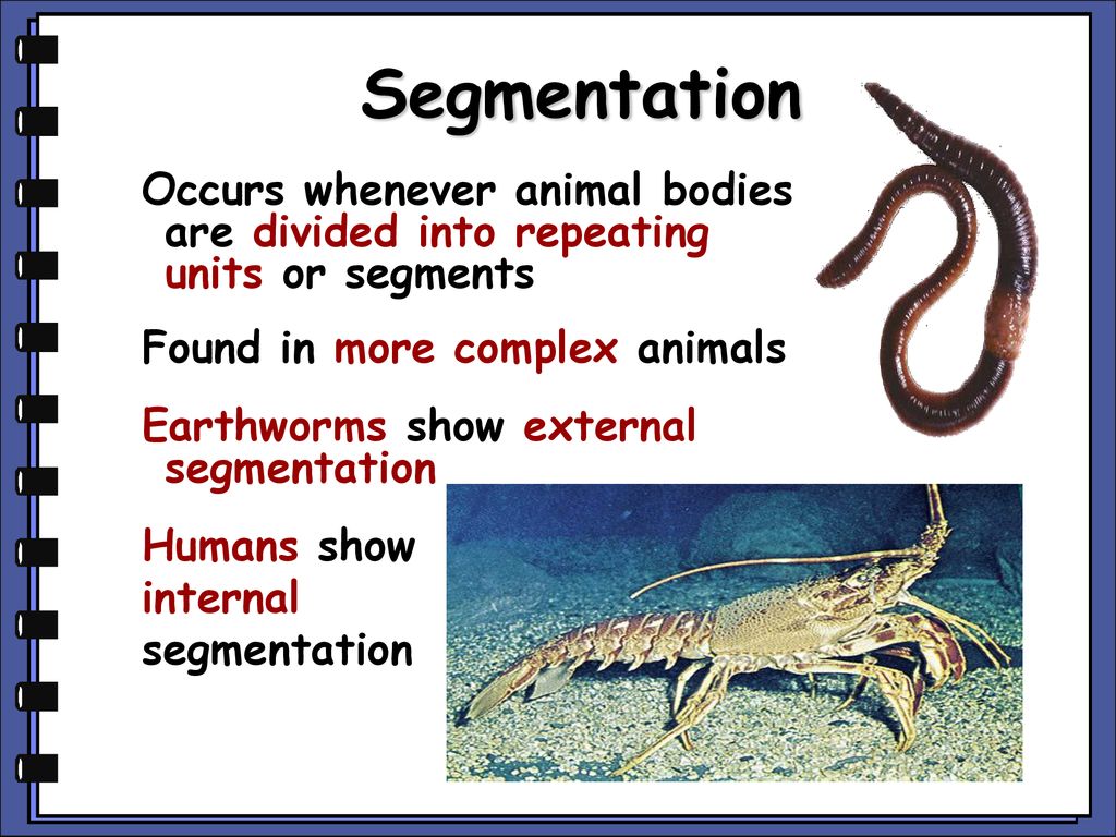 Introduction to animals - ppt download Introduction to animals - ppt download