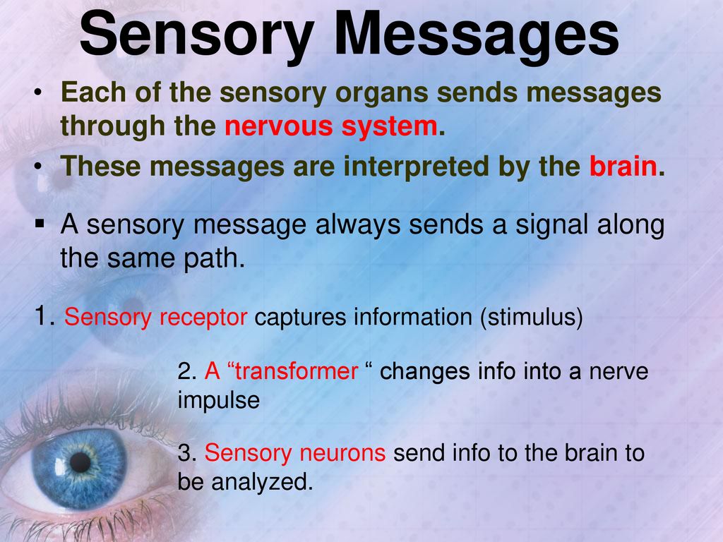 Sensory Systems. ppt download