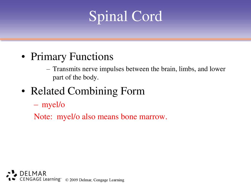 Chapter 10 The Nervous System. ppt download