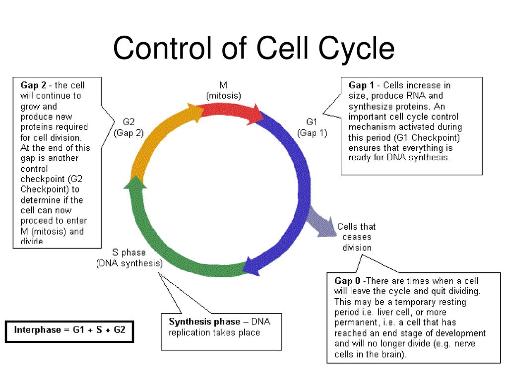 The Cell Cycle: Cell Growth and Cell Division Biology Diagrams