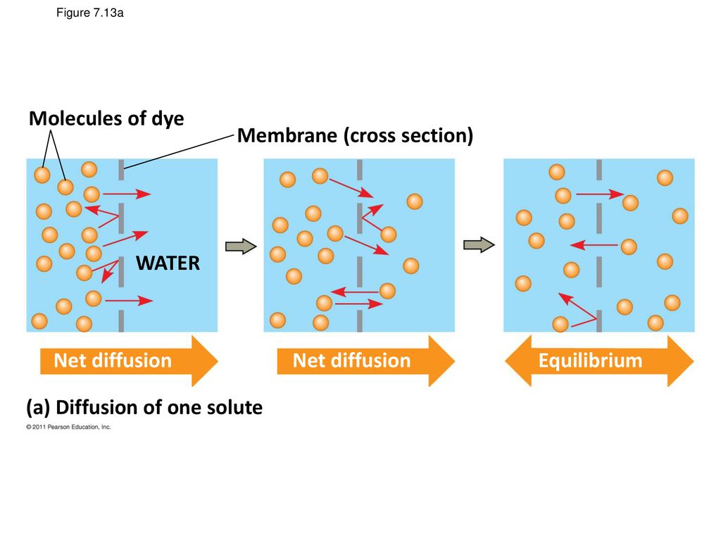 Synthesis and Sidedness of Membranes - ppt download