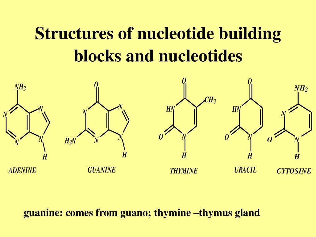 Нуклеотид содержащий гуанин. Nucleotide. Typical Colors of nucleotides.