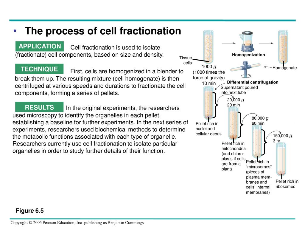 Overview The Importance Of Cells Ppt Download