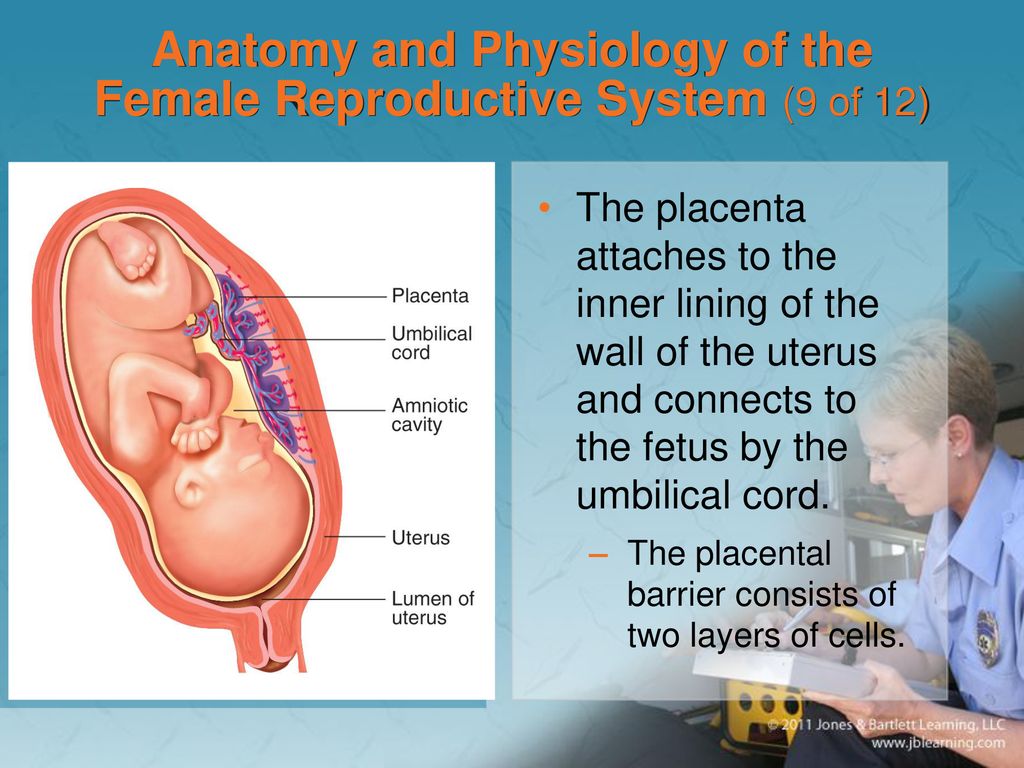 Anatomy and Physiology of the Female Reproductive System (9 of 12)