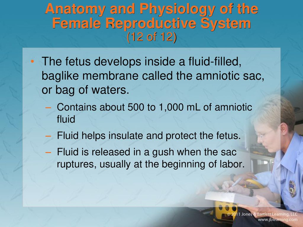 Anatomy and Physiology of the Female Reproductive System (12 of 12)