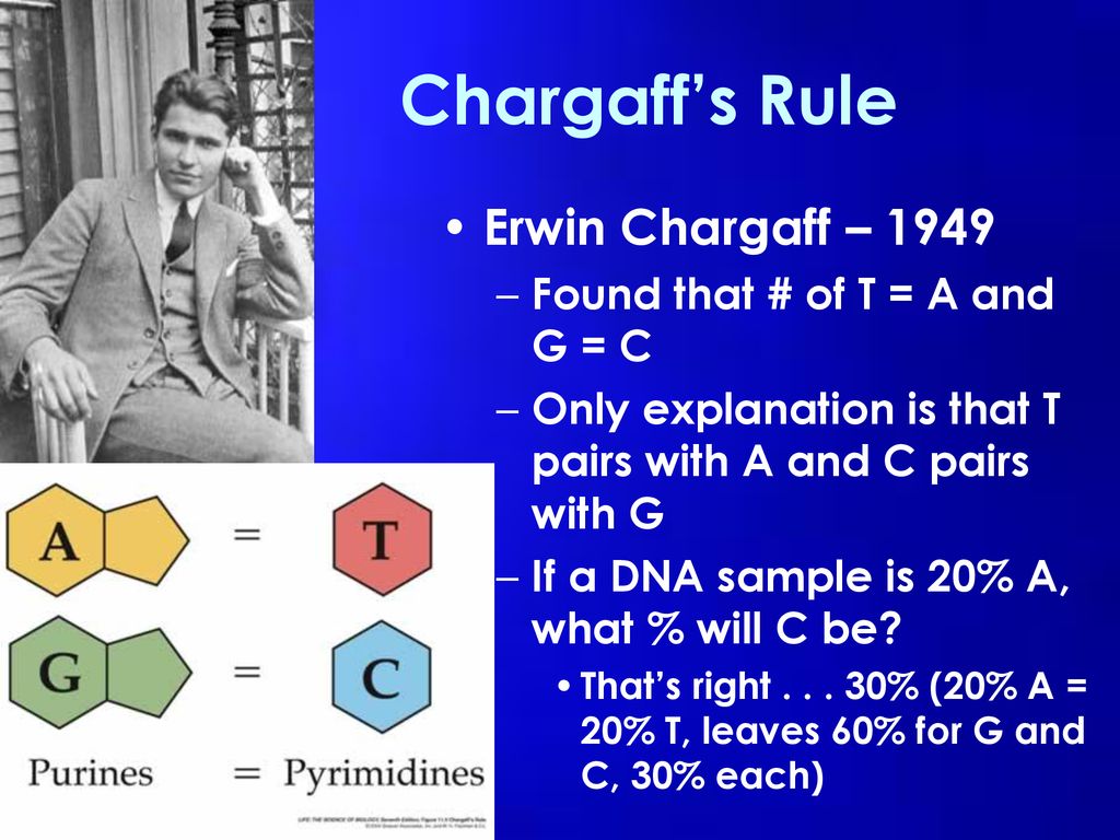 Chargaff’s Rule Erwin Chargaff – 1949 Found that # of T = A and G = C