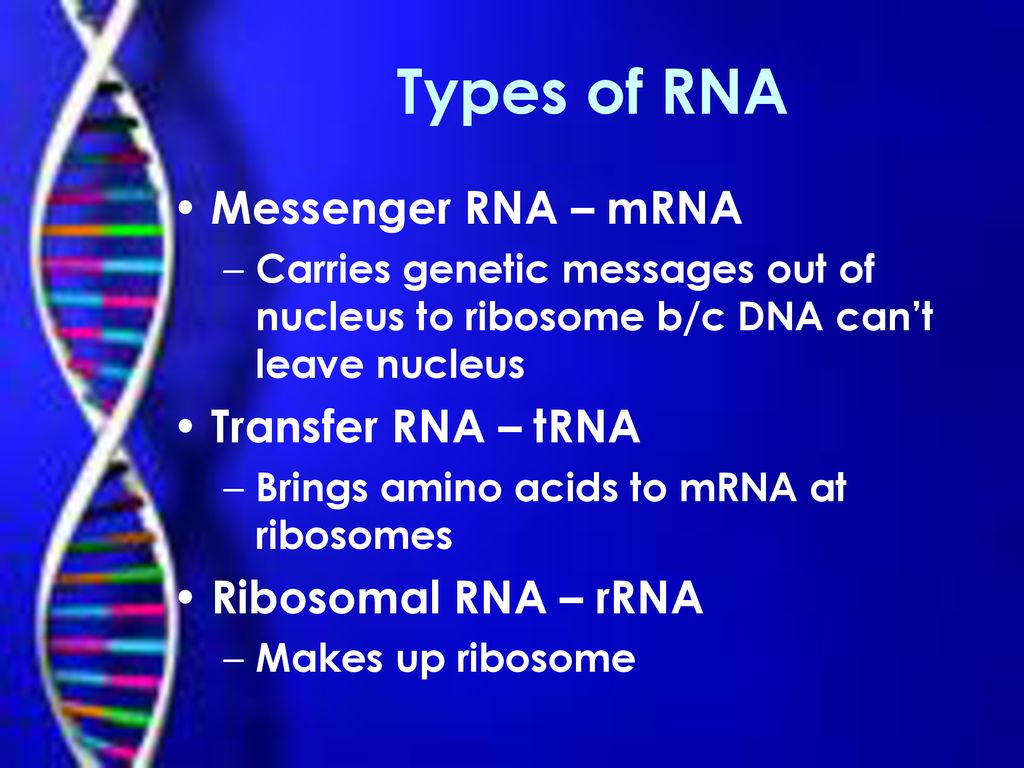 Types of RNA Messenger RNA – mRNA Transfer RNA – tRNA