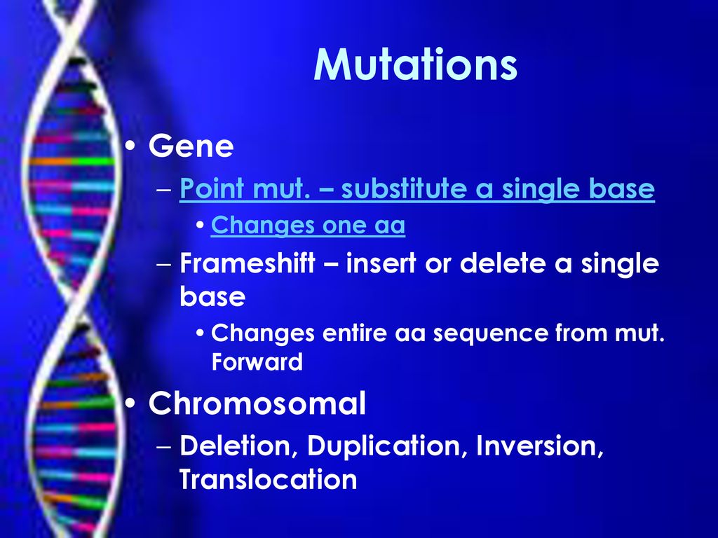 Mutations Gene Chromosomal Point mut. – substitute a single base