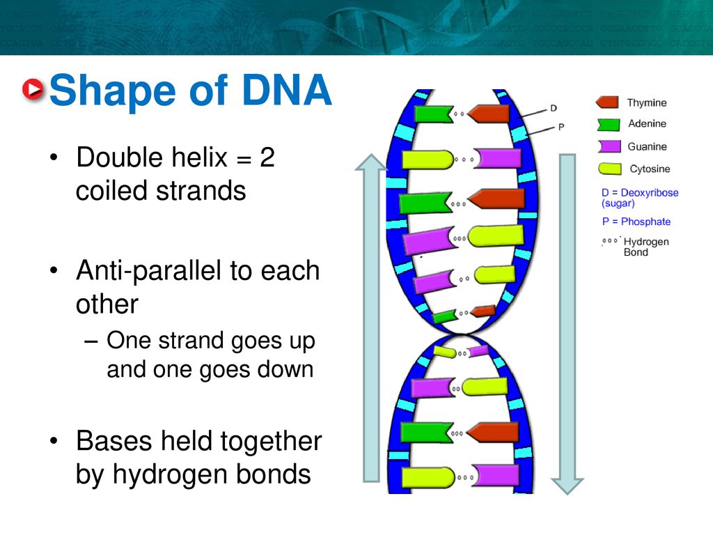 dna is two coiled strands known as a