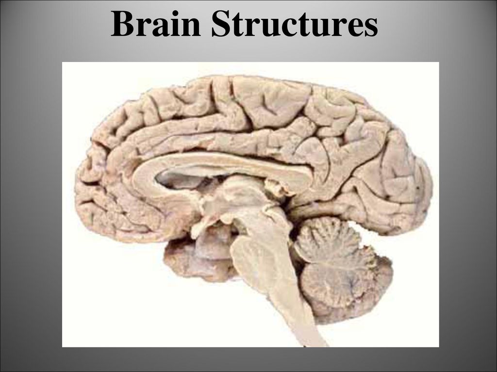 download ppt Brain. The -