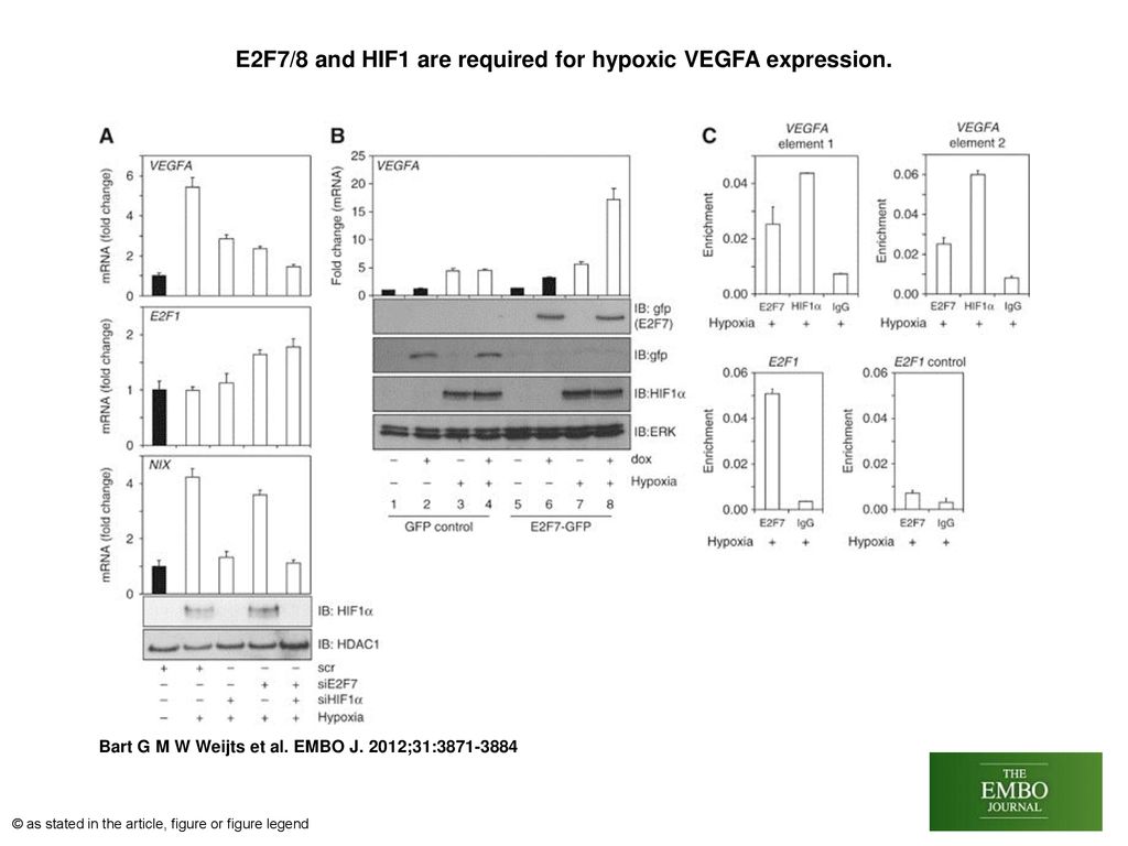 E2F7/8 and HIF1 are required for hypoxic VEGFA expression.