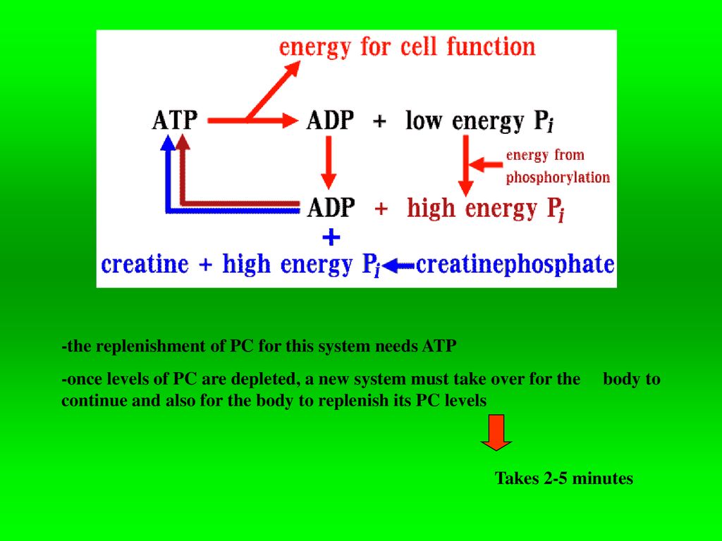 -the replenishment of PC for this system needs ATP