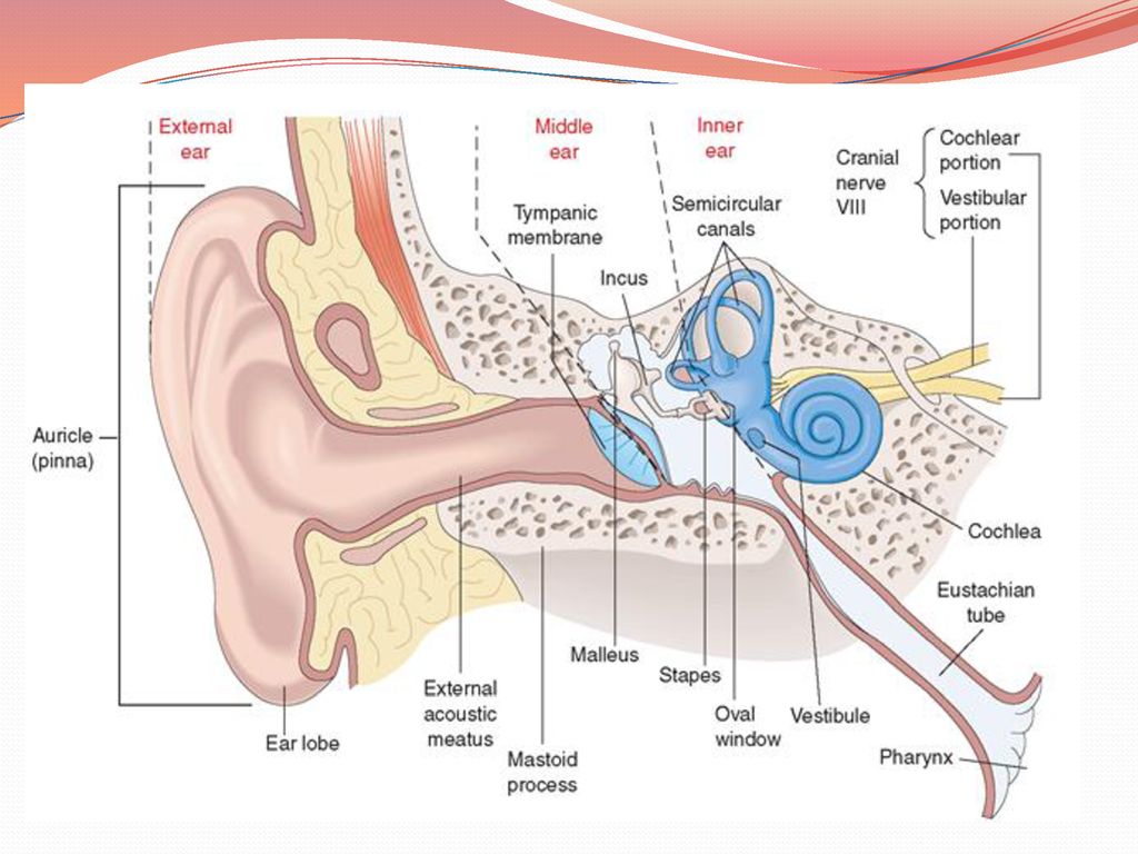 Hear system. Organ of hearing and Equilibrium.