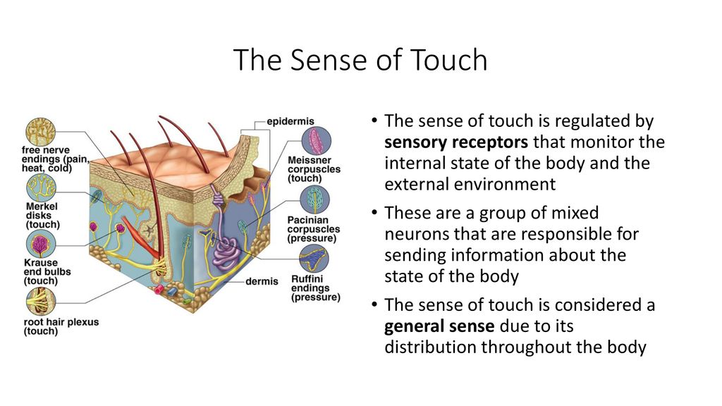 The senses 4: touch – physiology of the sensation and perception of touch