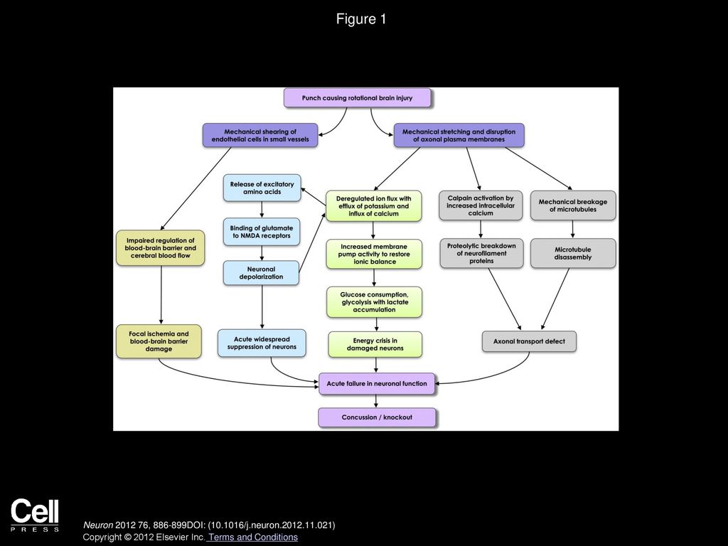 Figure 1 Molecular Pathophysiology of Concussion