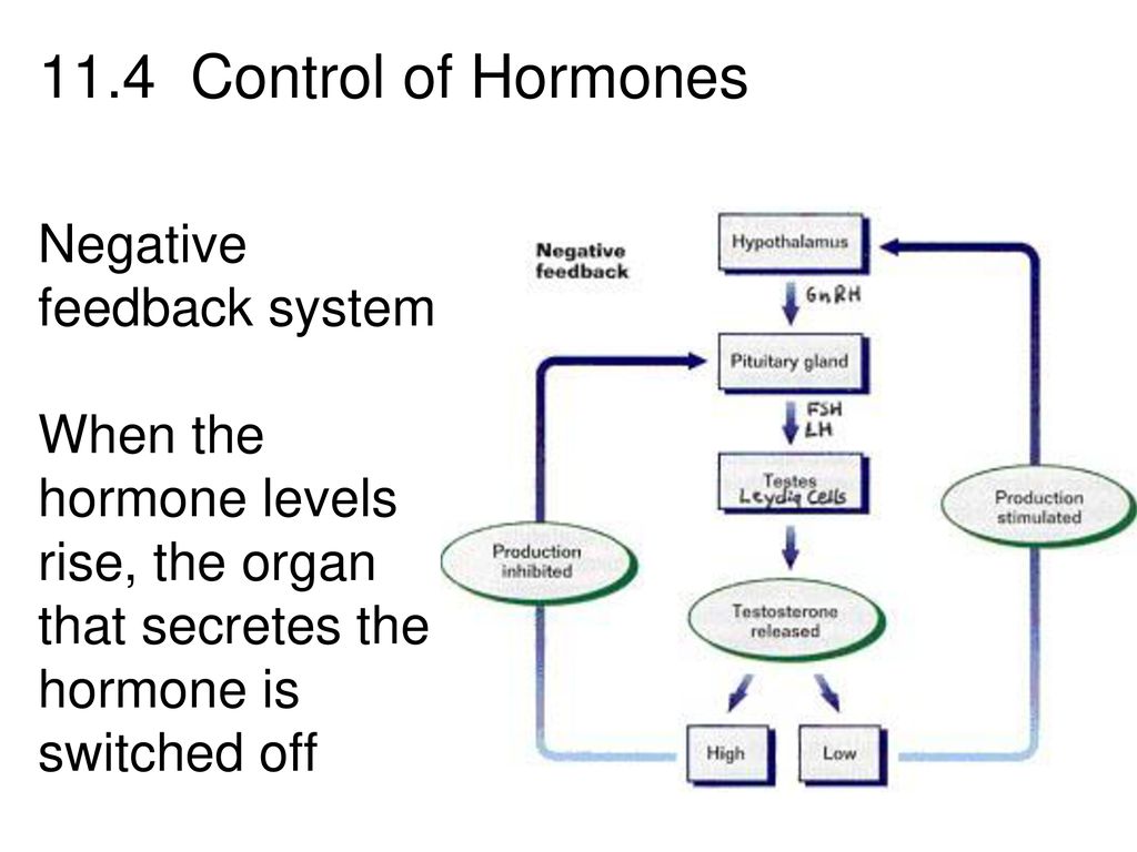 The Endocrine System. Biology Diagrams