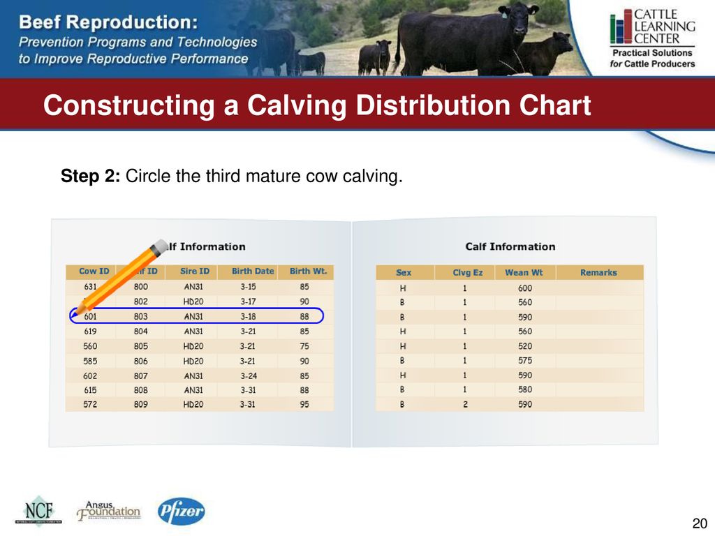 Cow Calving Chart