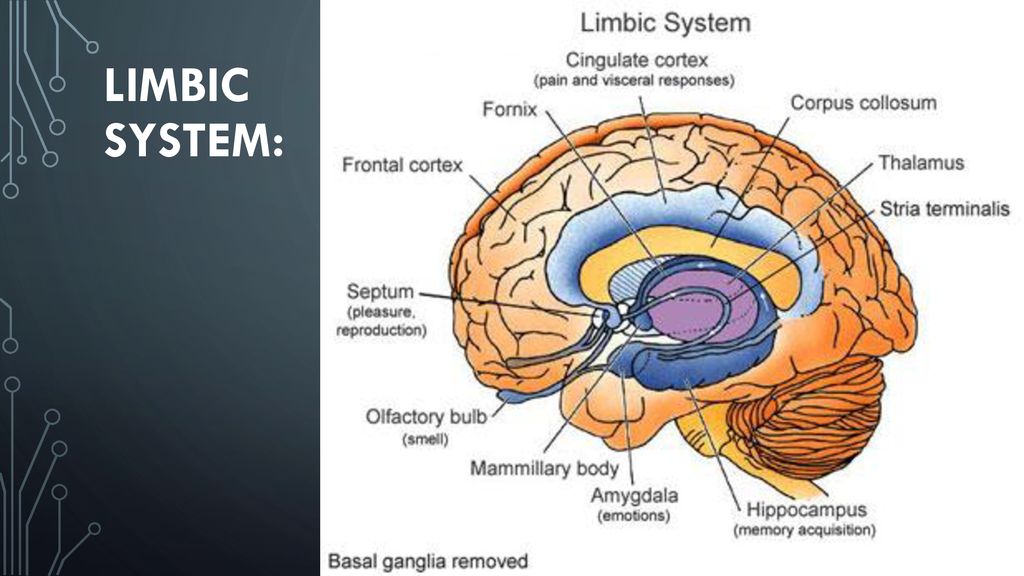 Limbic system: