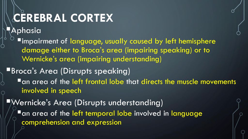 Cerebral cortex Aphasia Broca’s Area (Disrupts speaking)