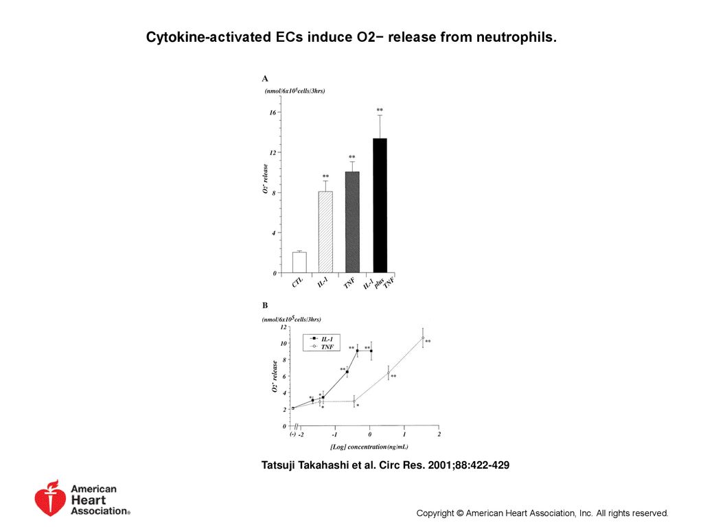 Cytokine-activated ECs induce O2− release from neutrophils.