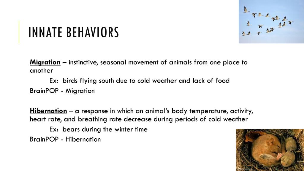 Warm Up #1 What is a behavior?. - ppt download