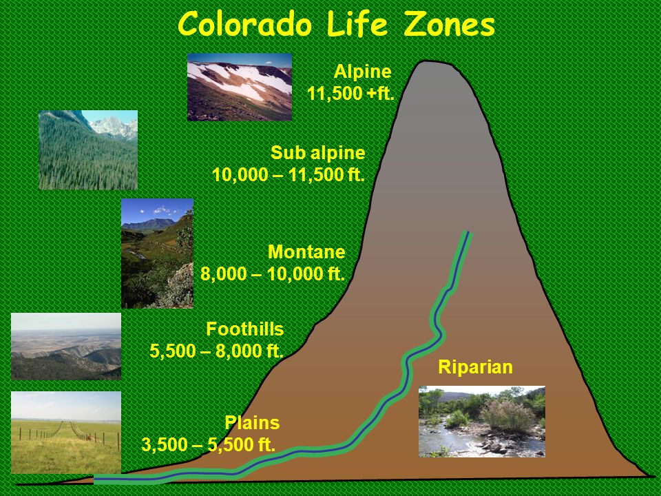 Learning Zone — Real Life Colorado