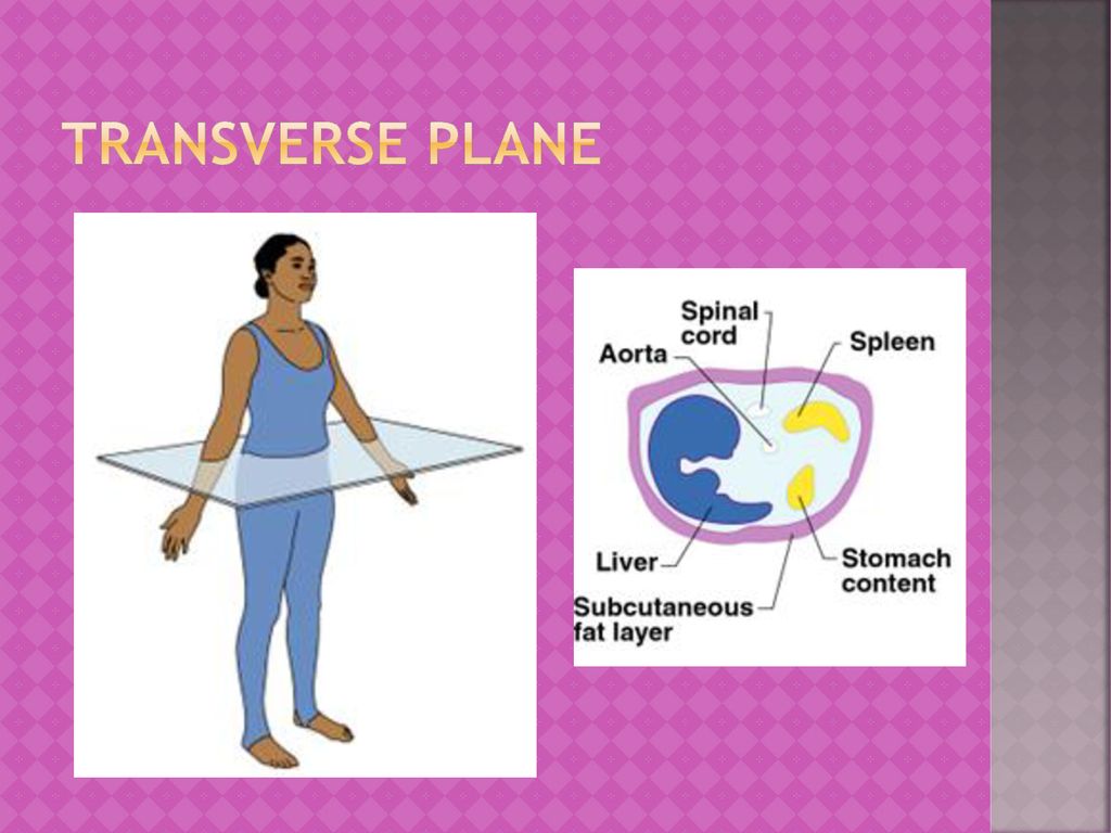 Anatomical position The standard anatomical position for the body is ... Biology Diagrams