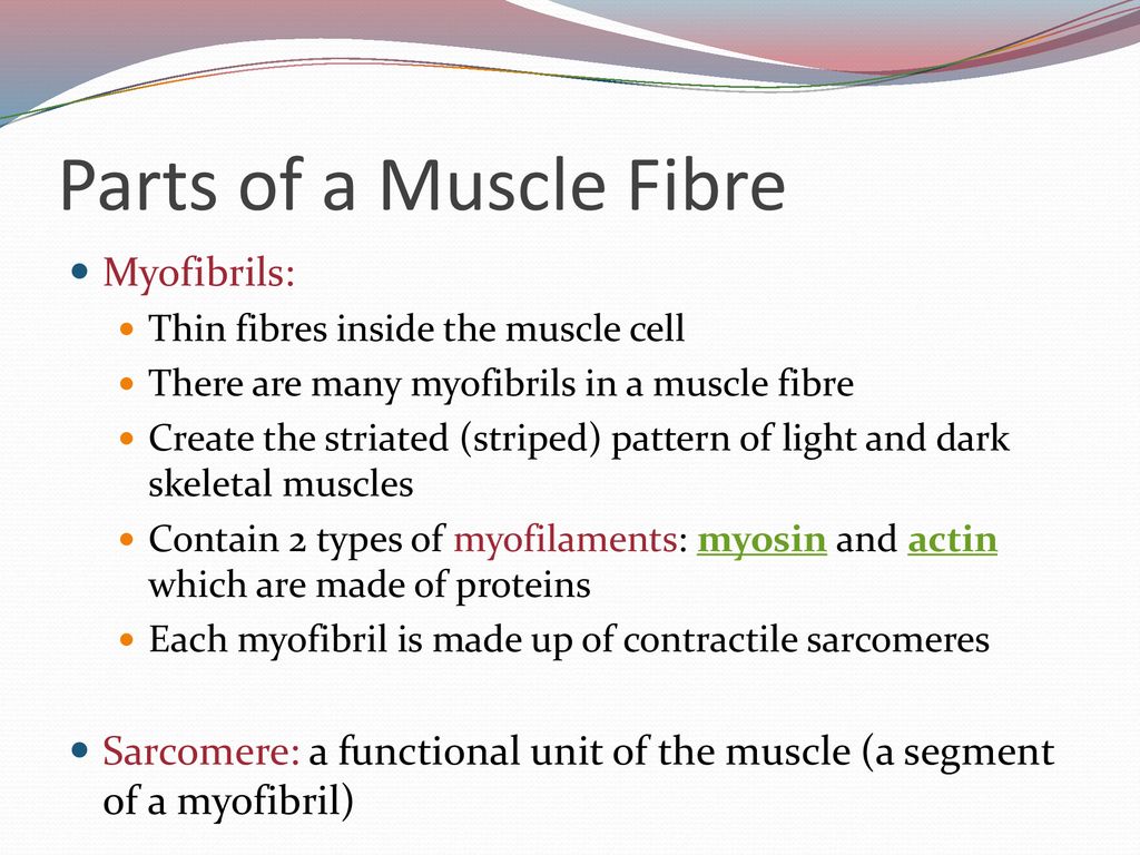 Parts of a Muscle Fibre Myofibrils:
