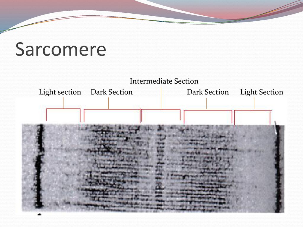 Sarcomere Intermediate Section Light section Dark Section Dark Section Light Section