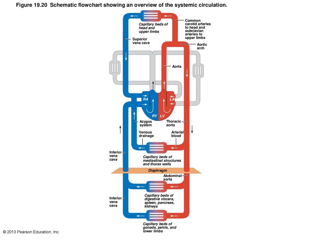 19 The Cardiovascular System Blood Vessels Part B Ppt Download
